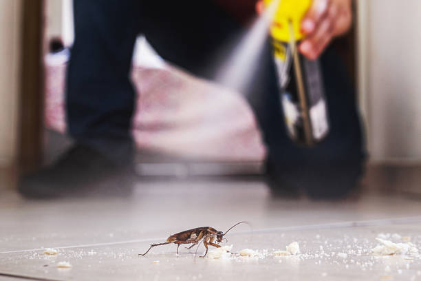 Best Cockroach Control Services  in Ajo, AZ